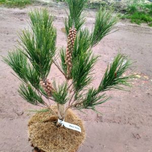 Pinus densiflora Alice Verkade