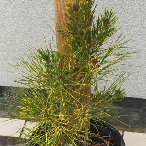 Pinus densiflora Burkes Red Variegated C5