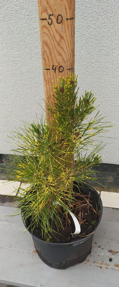 Pinus densiflora Burkes Red Variegated C5 Pinus densiflora Burkes Red Variegated C5