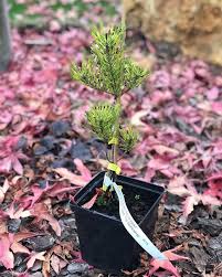 Pinus densiflora Burkes Red Variegated С5