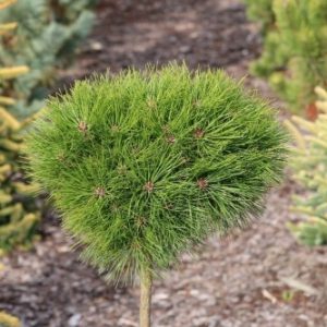 Pinus densiflora Kim Pa C10