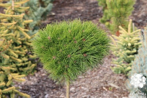 Pinus densiflora Kim Pa C10 Pinus densiflora Kim Pa C10