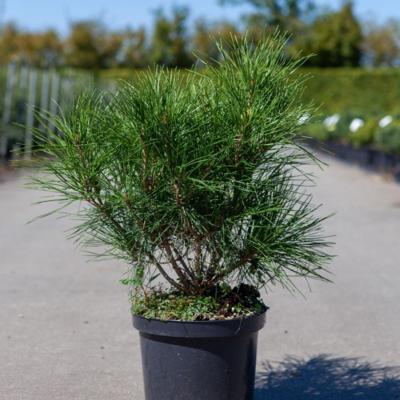 Pinus densiflora Kim С5 Pinus densiflora Kim С5