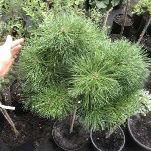 Pinus densiflora Pendwick Pa С10