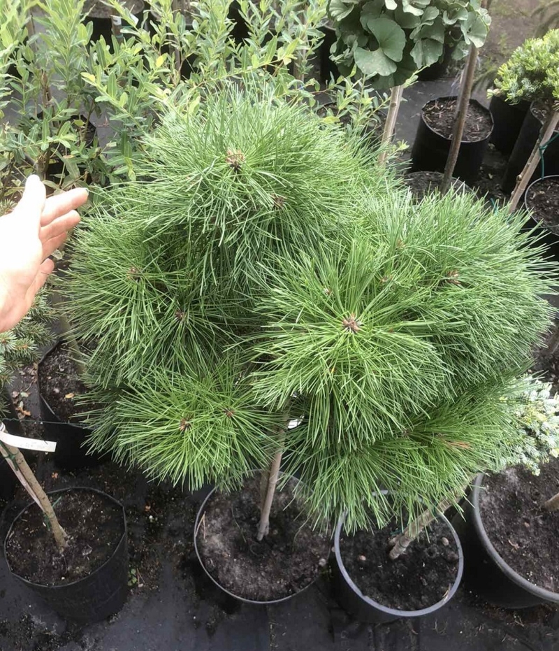 Pinus densiflora Pendwick Pa С10 Pinus densiflora Pendwick Pa С10