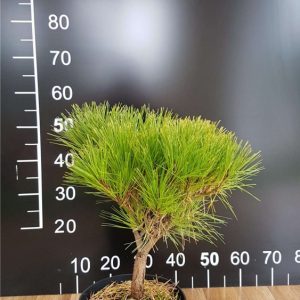 Pinus densiflora Tamoyosho Compacta C10