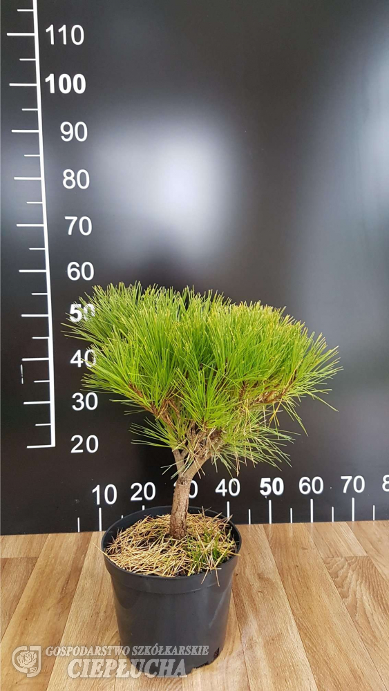 Pinus densiflora Tamoyosho Compacta C10 Pinus densiflora Tamoyosho Compacta C10