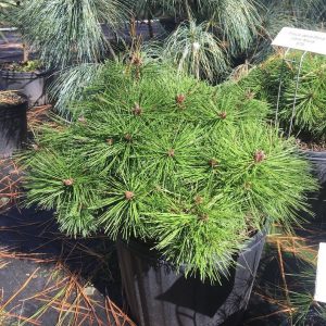 Pinus densiflora Watnong