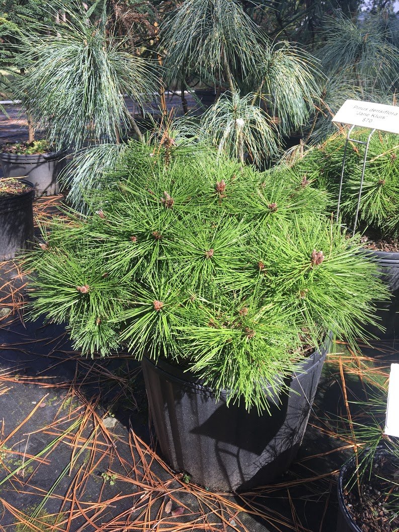 Pinus densiflora Watnong Pinus densiflora Watnong