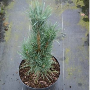 Pinus flexilis Vanderwolfs Pyramid