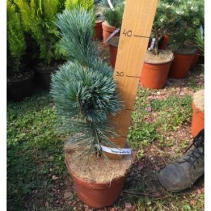 Pinus flexilis Vanderwolf`s Pyramid C 5