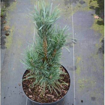 Pinus flexilis Vanderwolfs Pyramid Pinus flexilis Vanderwolfs Pyramid