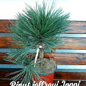 Pinus jeffreyi Joppi C5