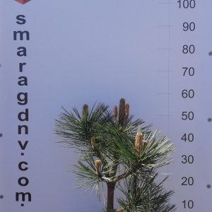 Pinus jeffreyi Joppi C7 5