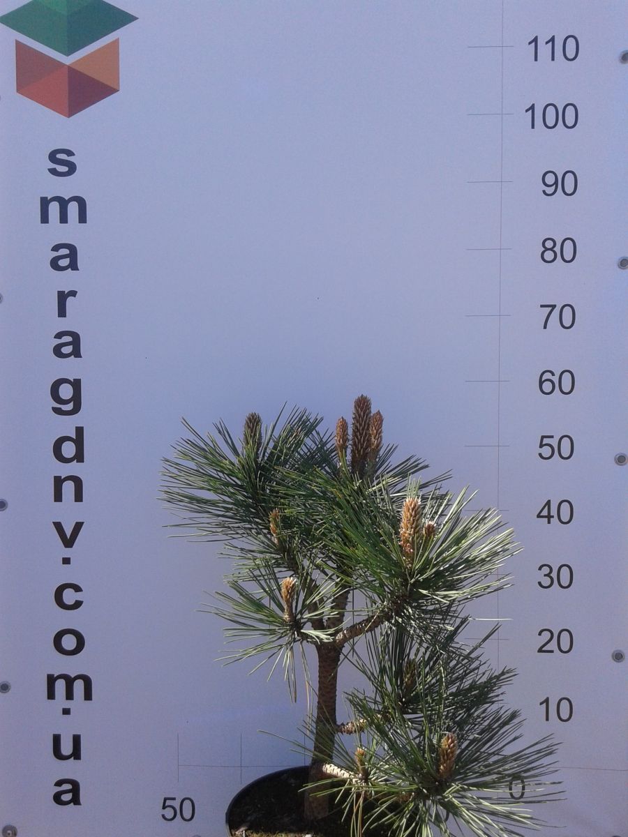 Pinus jeffreyi Joppi C7 5 Pinus jeffreyi Joppi C7 5