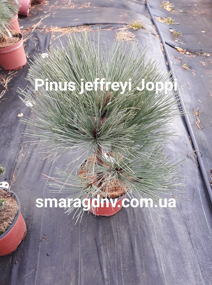 Pinus jeffreyi Joppi2 Pinus jeffreyi Joppi С5