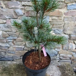 Pinus koraiensis Silveray