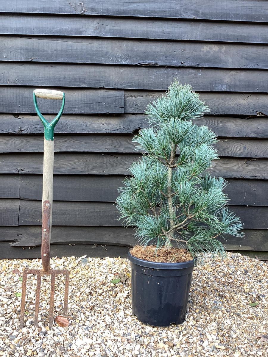 Pinus koraiensis Silveray C15 Pinus koraiensis Silveray C15