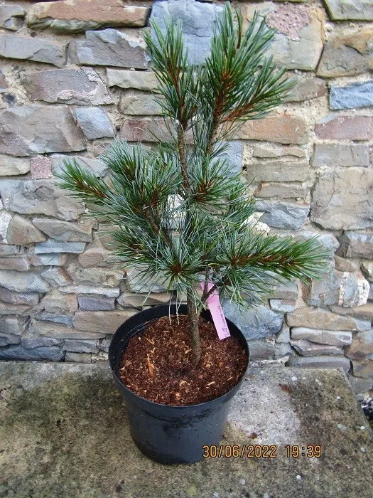 Pinus koraiensis Silveray Pinus koraiensis Silveray