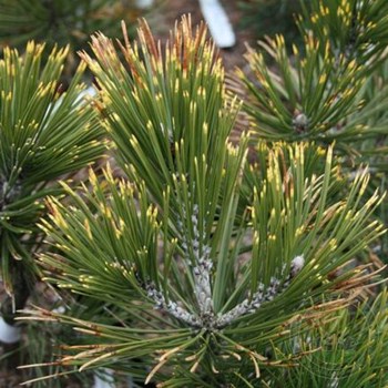 Pinus leucodermis Aureospicata C15 Pinus leucodermis Aureospicata C15