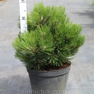 Pinus leucodermis Compact Gem C.7.5