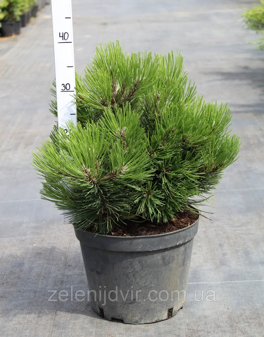 Pinus leucodermis Compact Gem C.7.5 Pinus leucodermis Compact Gem C.7.5