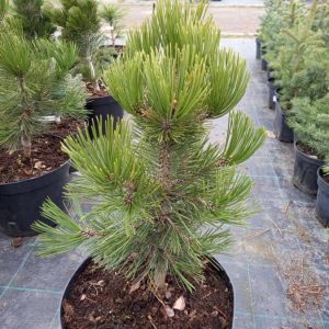 Pinus leucodermis Compact Gem C12
