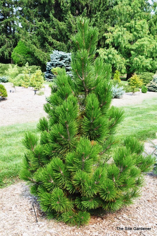 Pinus leucodermis Emerald Arrow Pinus leucodermis Emerald Arrow