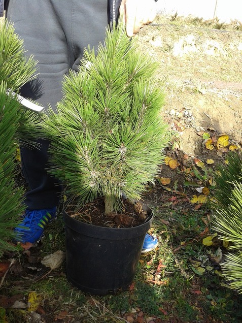Pinus leucodermis Mint Truffle C15 Pinus leucodermis Mint Truffle C15