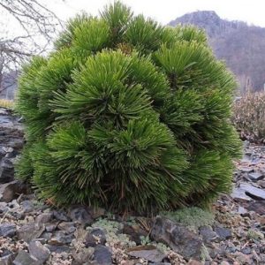 Pinus leucodermis Schmidtii