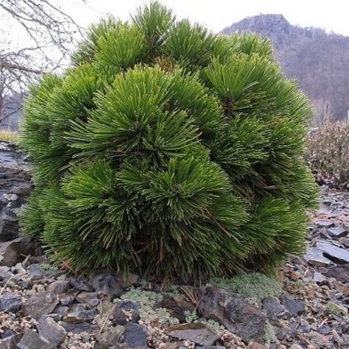 Pinus leucodermis Schmidtii Pinus leucodermis Schmidtii