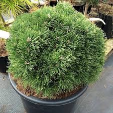 Pinus mugo Allgau С5