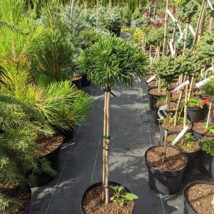 Pinus mugo Atom Pa C5