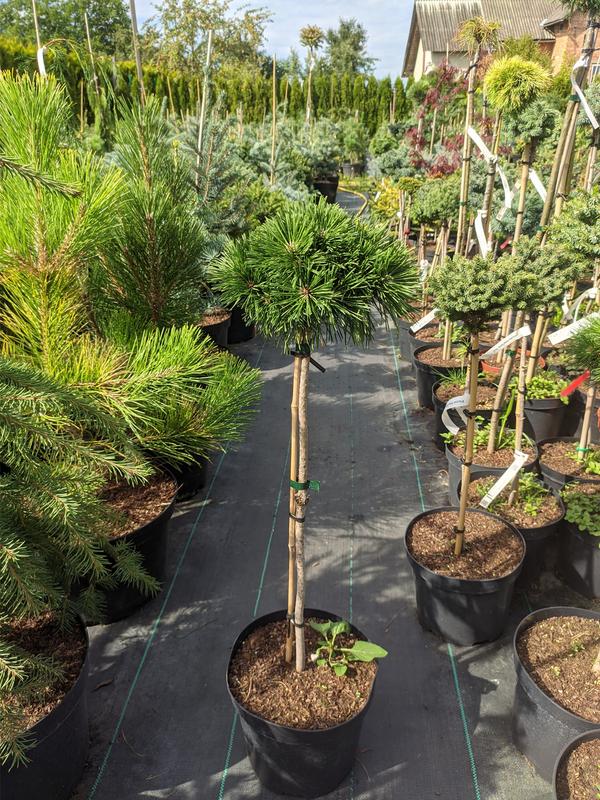 Pinus mugo Atom Pa C5 Pinus mugo Atom Pa C5
