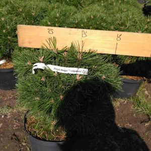 Pinus mugo Benjamin C 5
