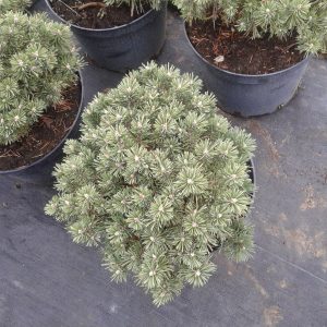 Pinus mugo Benjamin C7 5