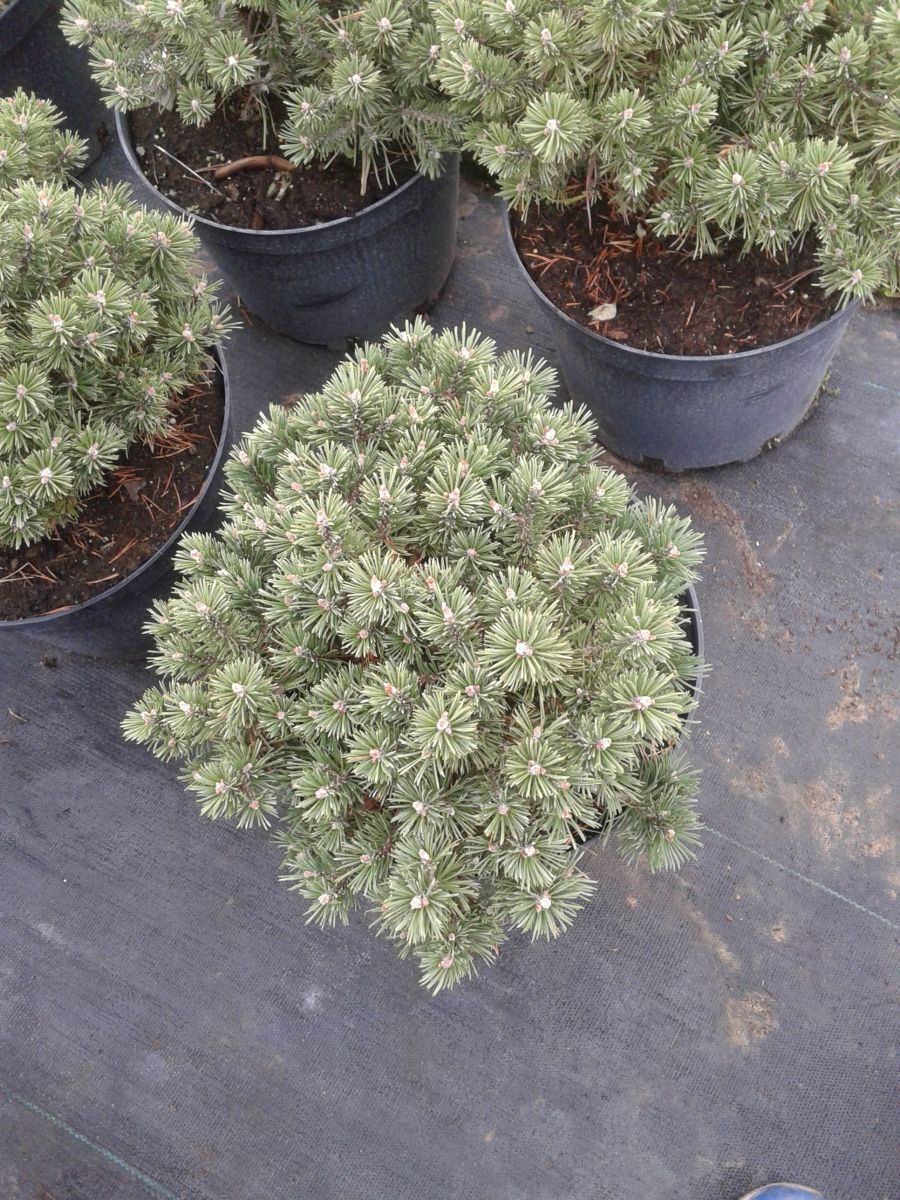 Pinus mugo Benjamin C7 5 Pinus mugo Benjamin C7 5