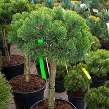 Pinus mugo Benjamin Pa С20
