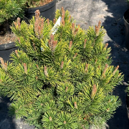 Pinus mugo Color Island С15 Pinus mugo Color Island С15