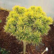 Pinus mugo Dezember Gold
