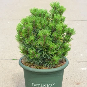 Pinus mugo Gnom Findling С10