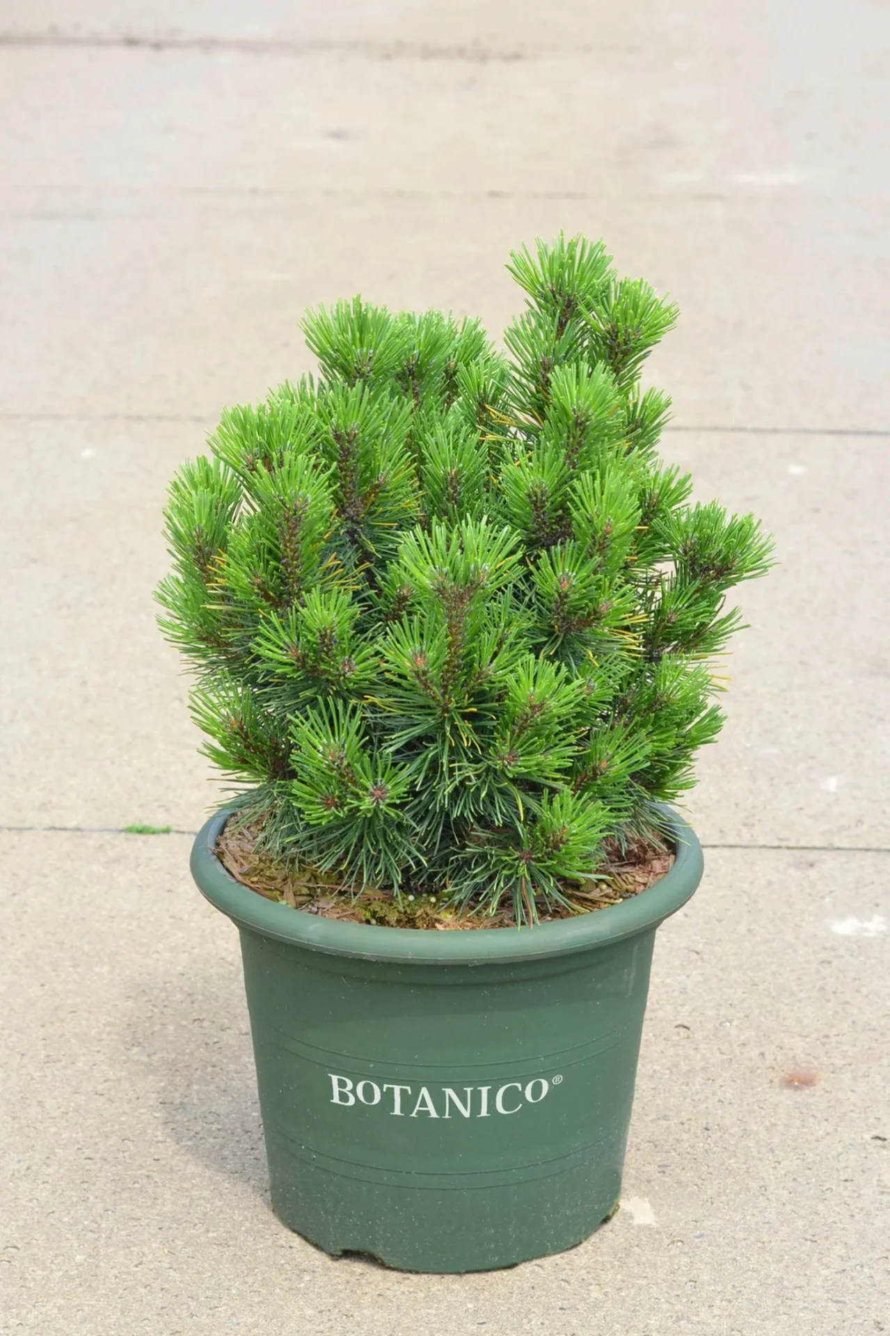 Pinus mugo Gnom Findling С10 Pinus mugo Gnom Findling С10