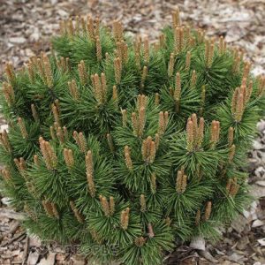 Pinus mugo HnizdoC10