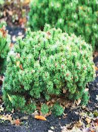 Pinus mugo Humpy C10