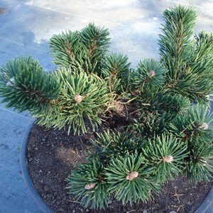 Pinus mugo Jacobsen С5 10-15