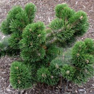 Pinus mugo Jacobsen C15