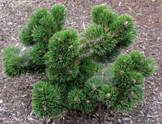 Pinus mugo Jacobsen C15 Pinus mugo Jacobsen C15