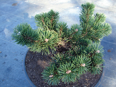 Pinus mugo Jacobsen Pinus mugo Jacobsen С5 10-15
