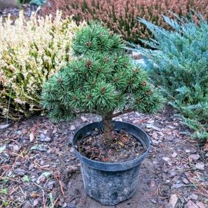 Pinus mugo Kleiner Prinz C10
