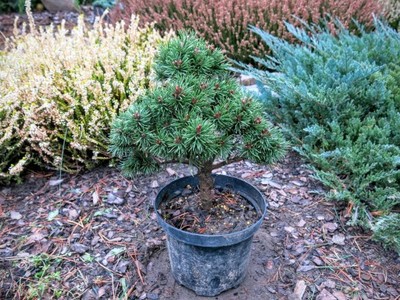 Pinus mugo Kleiner Prinz C10 Pinus mugo Kleiner Prinz C10